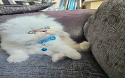 Persian cats for sale: Stunning Pedigree Persian Kitten - Image 6