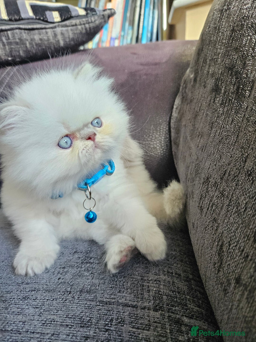 Persian cats for sale: Stunning Pedigree Persian Kitten - Image 6