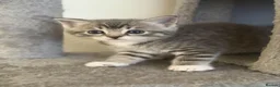 Mixed Breed cats for sale: Kittens Looking for Their Forever Homes!  - Advert 10