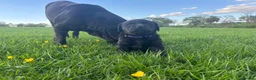 Labrador Retriever dogs for sale: 8 Labrador puppies for sale - Advert 10