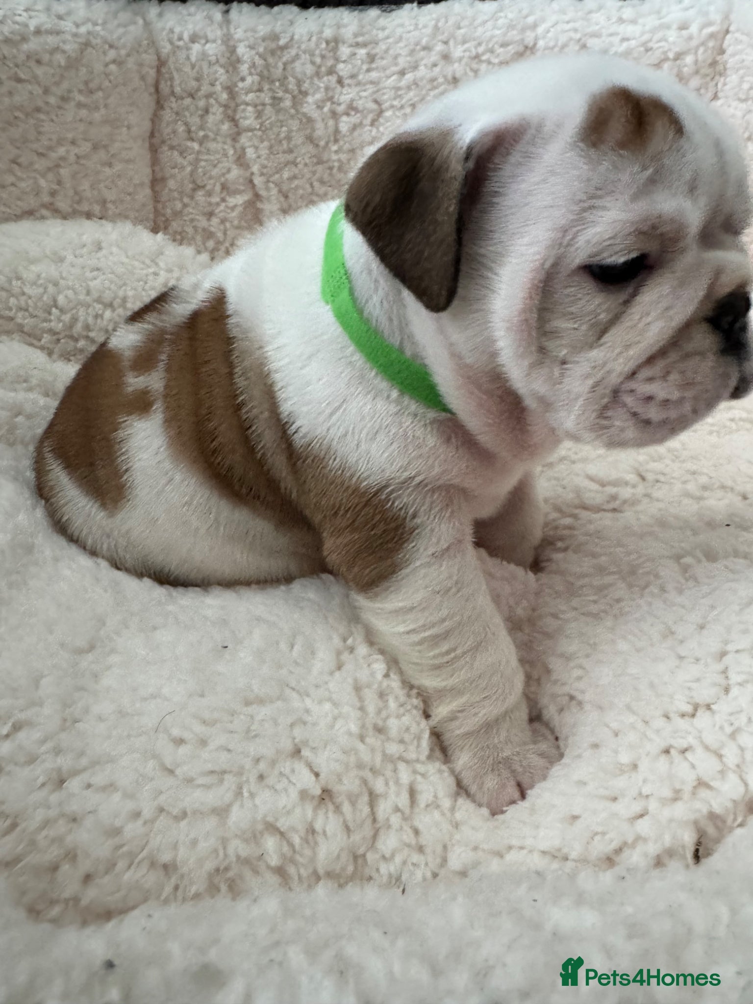 English Bulldog dogs KC REGISTERED Red/White English Bulldog Puppies  - Advert 5
