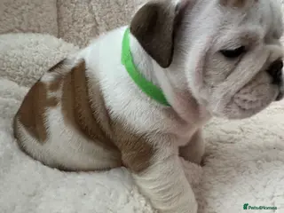 English Bulldog dogs KC REGISTERED Red/White English Bulldog Puppies - Advert 5