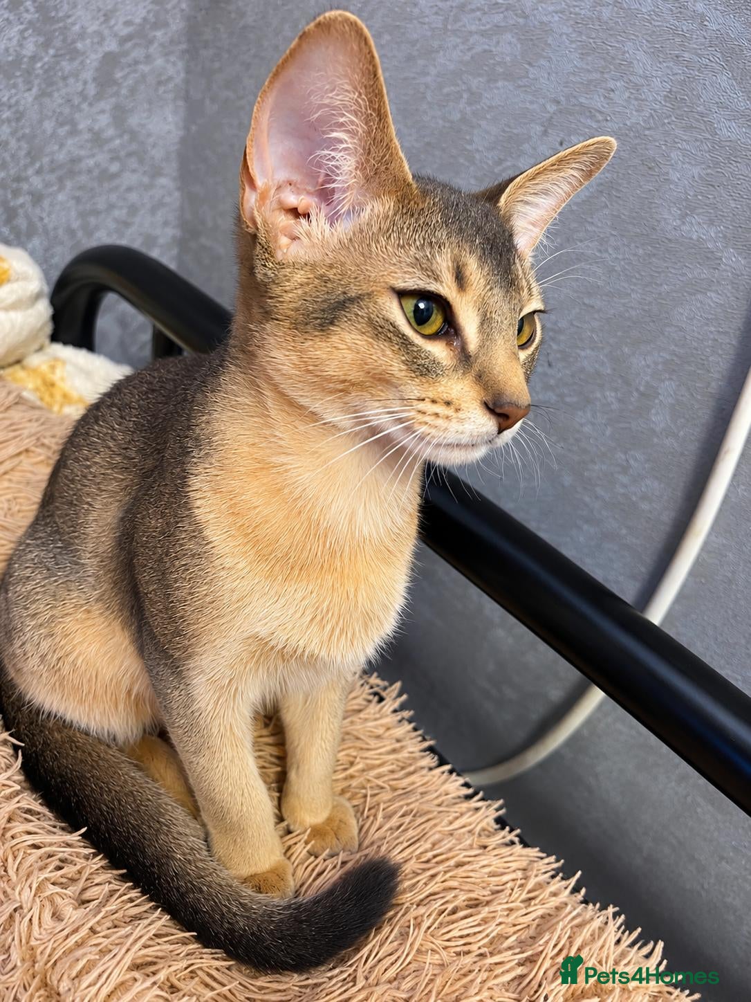 Abyssinian cats Just left one blue Boy Abyssinian Kittens  - Advert 1