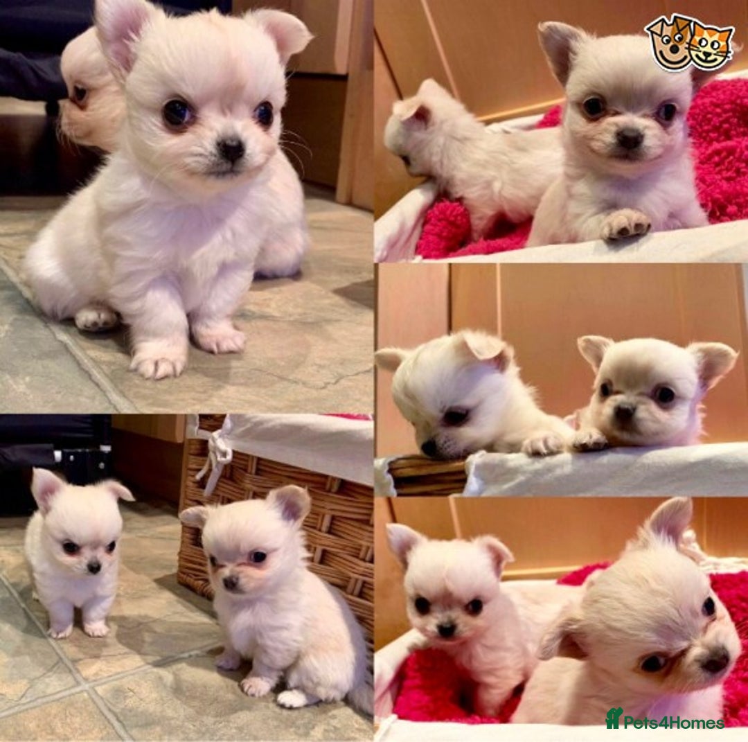 Chihuahua dogs for stud: KC Lilac Tri Long Coat Chihuahua Well Proven Stud in Washington - Advert 11