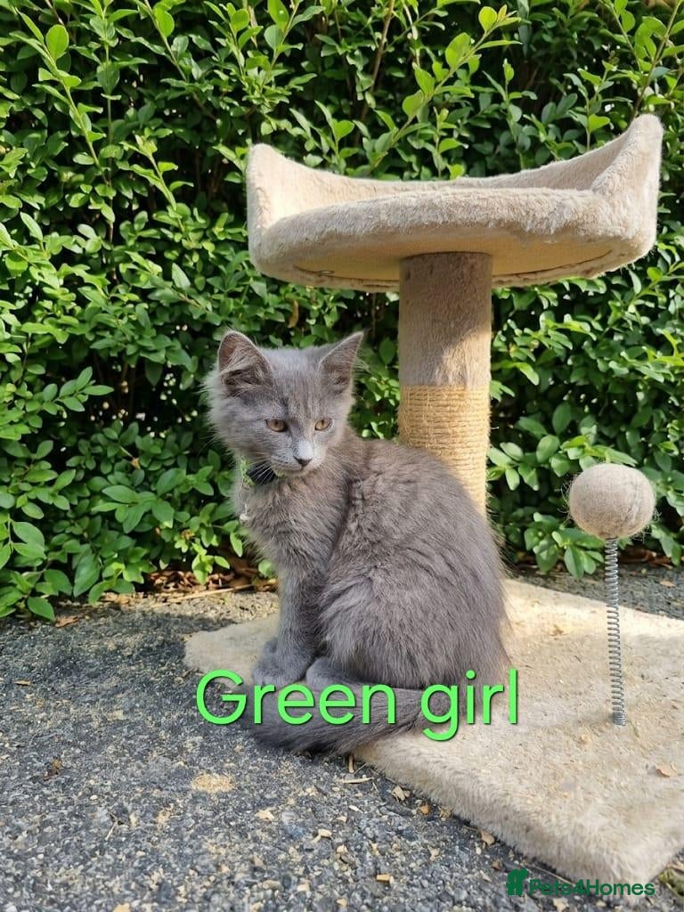 Maine Coon cats READY NOW... GCCF Main Coon kittens - Advert 2