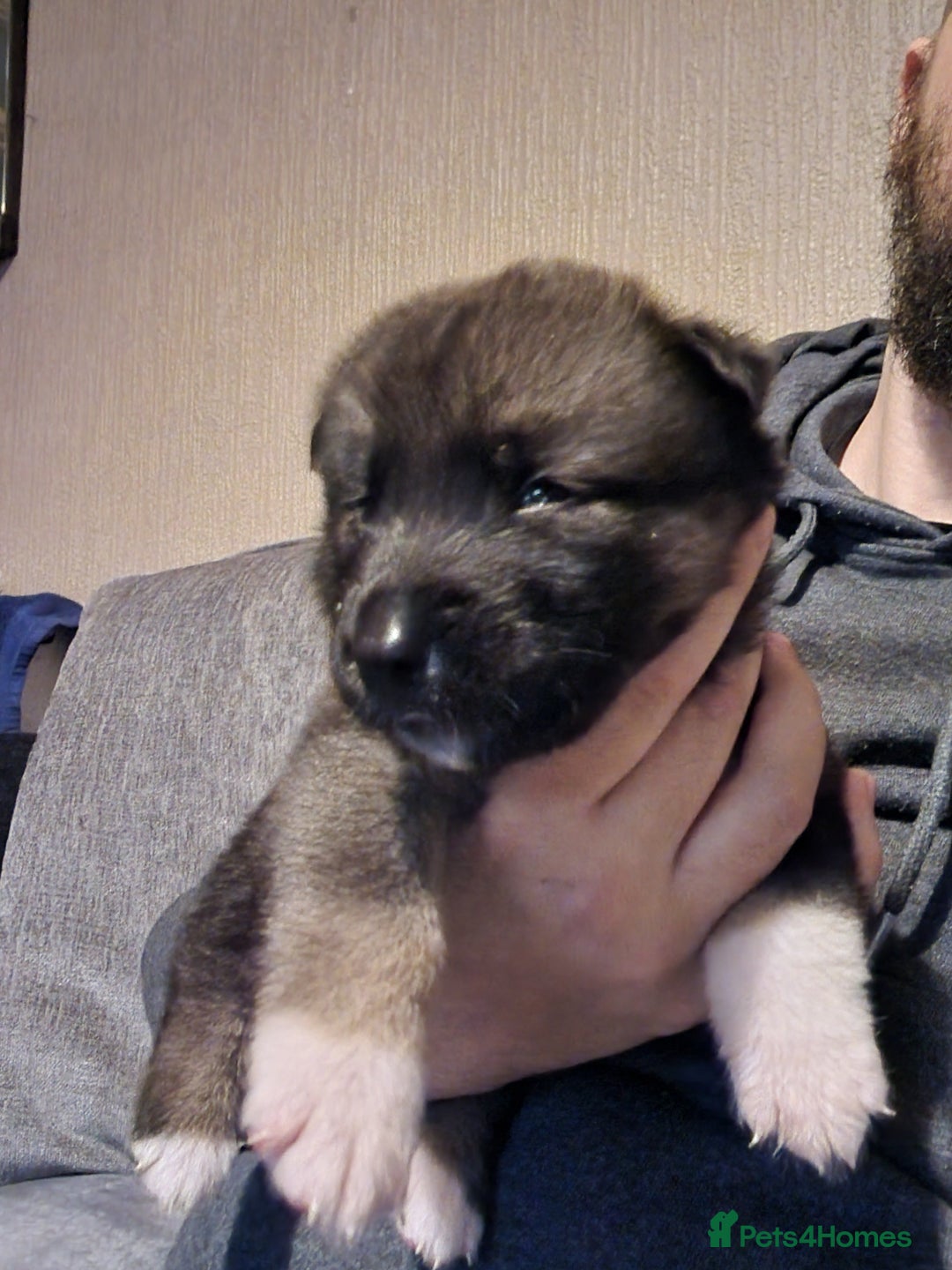 Mixed Breed dogs for sale: Chunky Akita/Huskita mix puppies - Advert 4