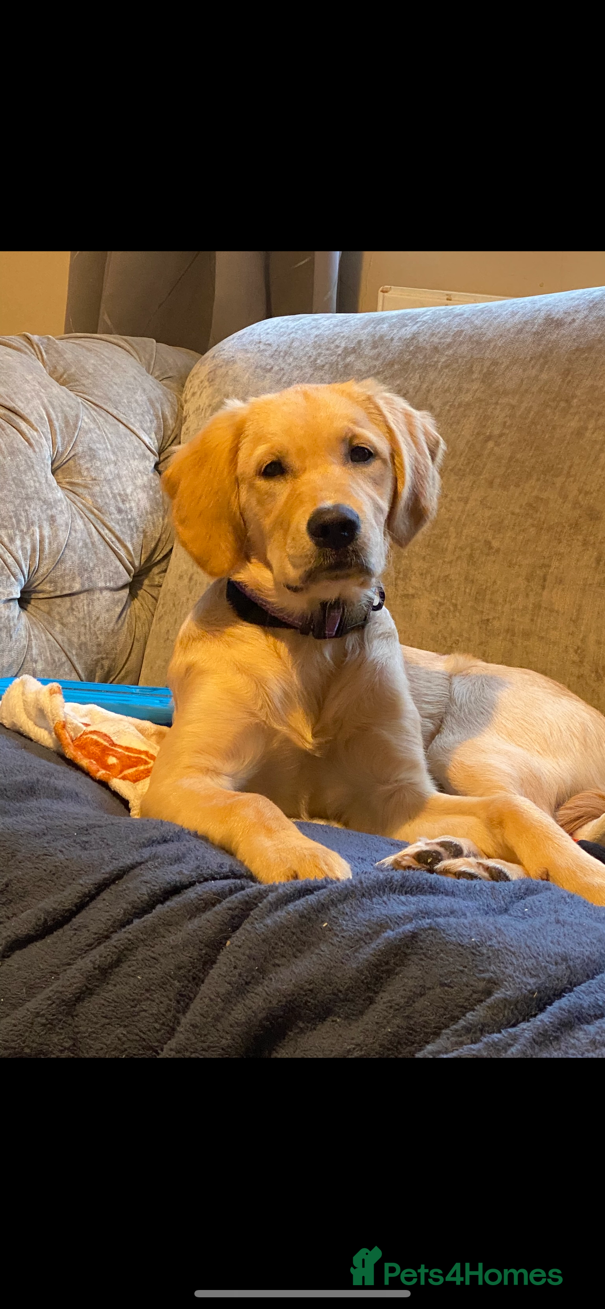 Golden Retriever dogs 6 month old golden retriever  - Advert 1