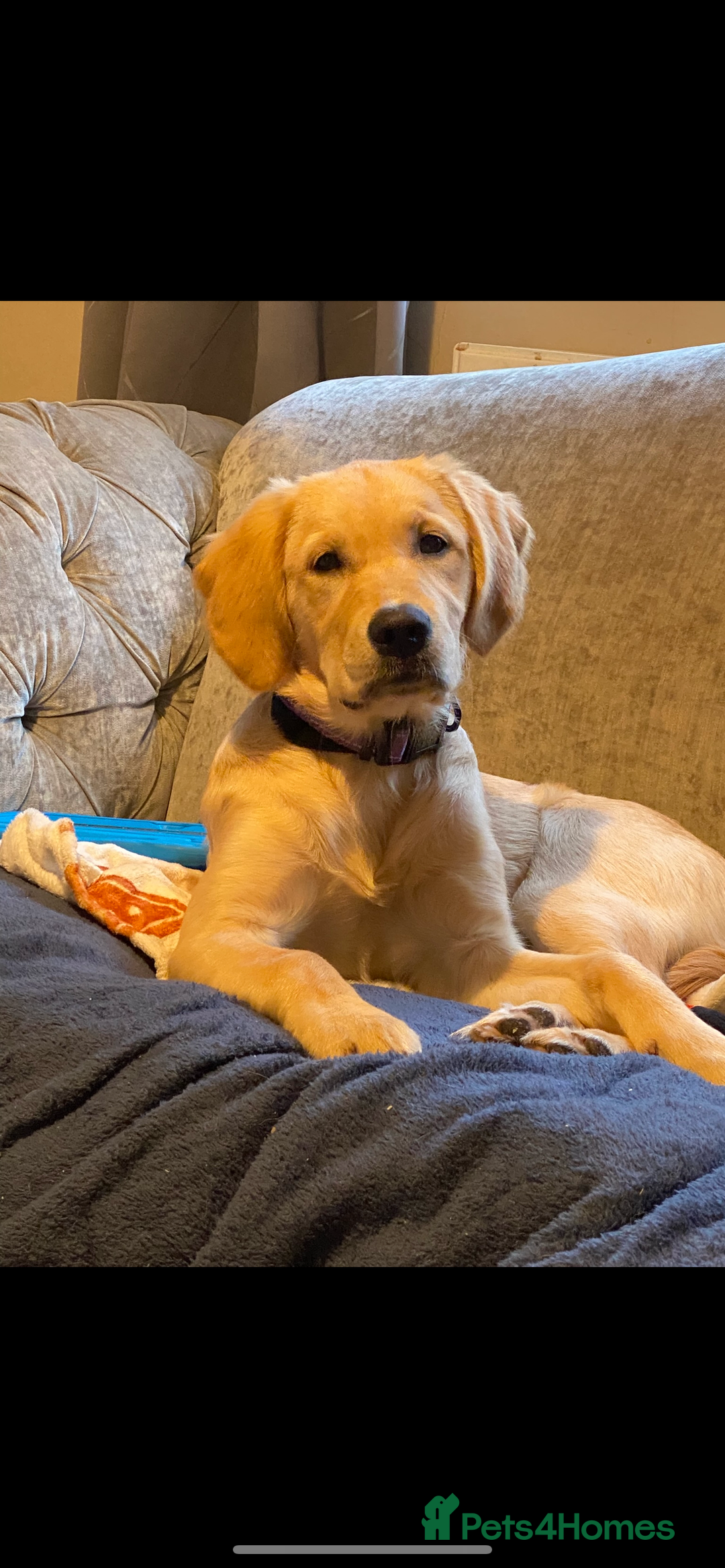 Golden Retriever dogs for sale: 6 month old golden retriever  - Advert 1