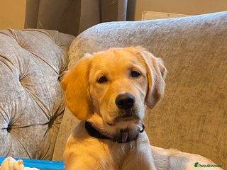 Golden Retriever dogs 6 month old golden retriever - Advert 1