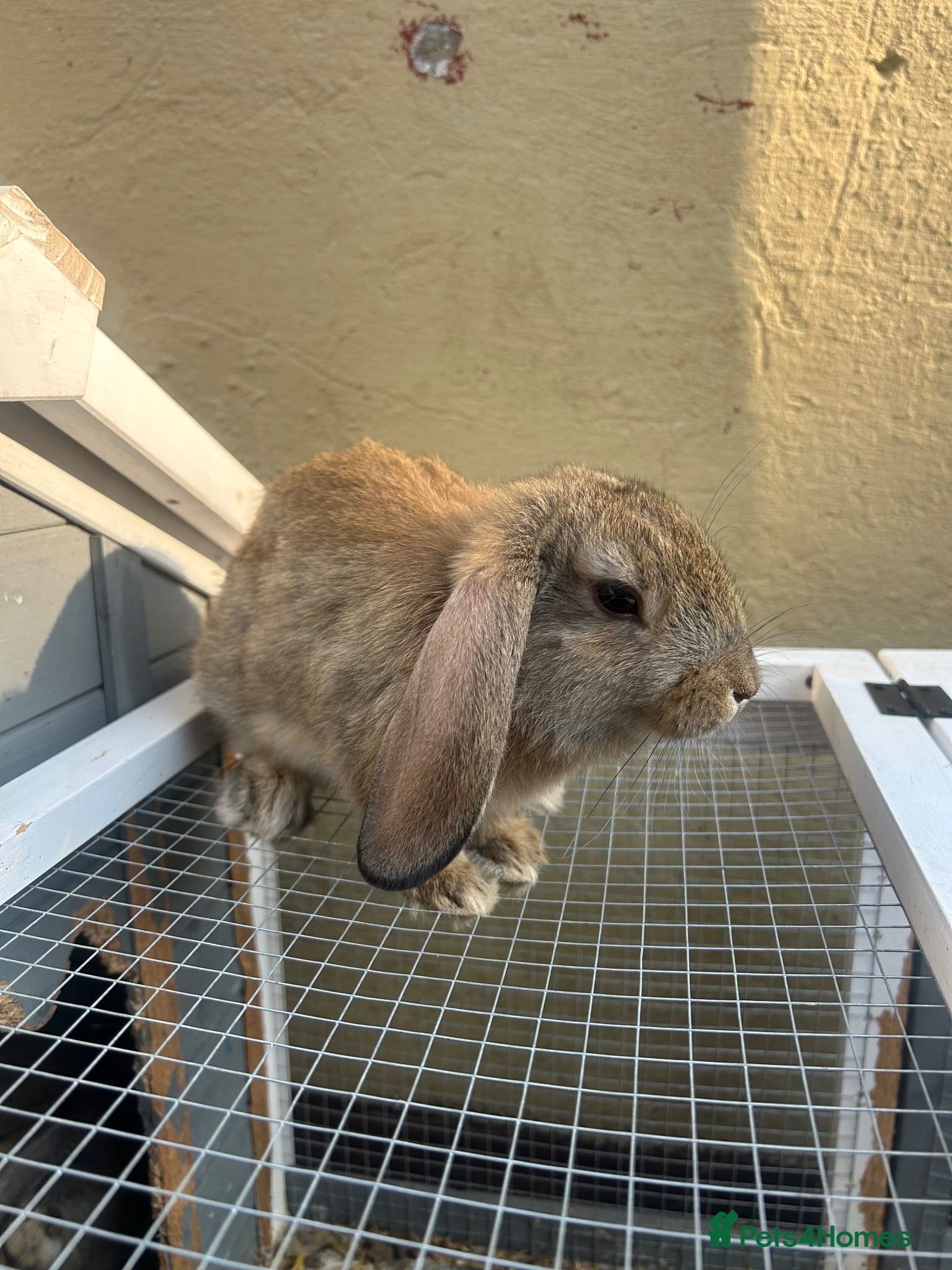 Mini Lop rabbits Mini lop male  - Advert 2