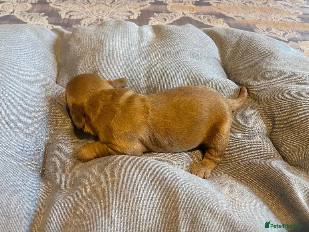 Cockapoo dogs for sale: Beautiful puppies in time for  ** ! 🐶 🥰  **   - Image 2