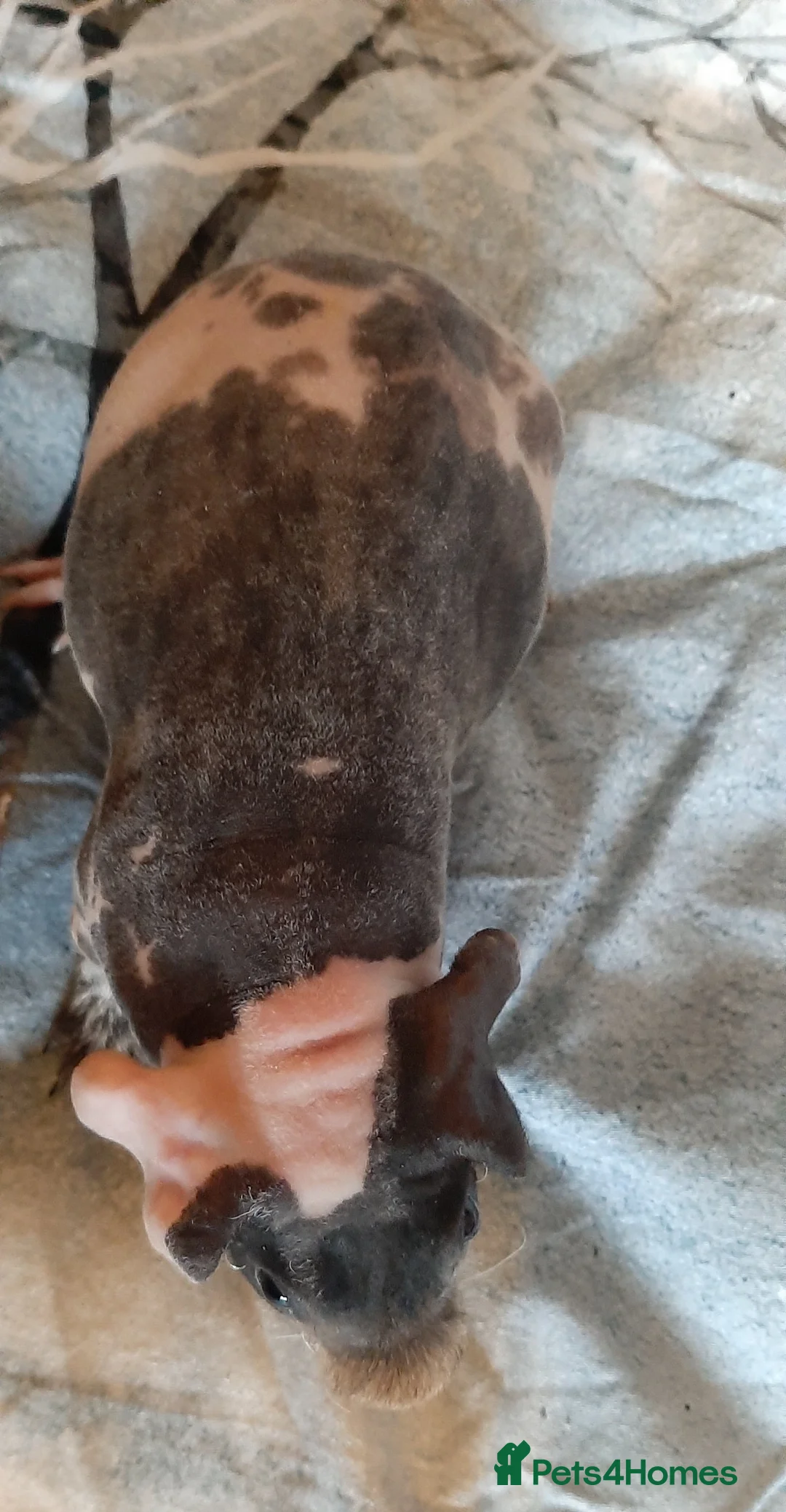 Guinea Pig rodents for sale: Skinny pig dalmation  - Advert 4