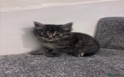 Mixed Breed cats for sale: Beautiful tabby’s  - Advert 4