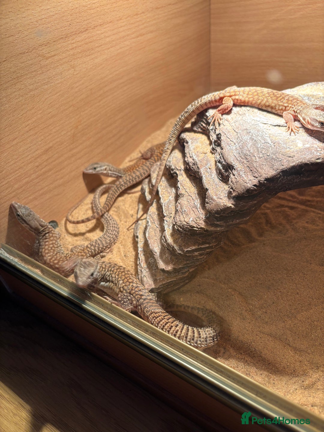 Monitor reptiles for sale: Baby yellow Ackie monitors  - Advert 6