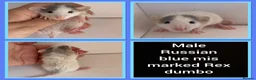 Rat rodents for sale: Adorable baby rats for sale  - Advert 36