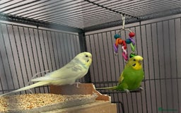 Budgerigars birds for sale: Breeding pair of budgies - Image 1