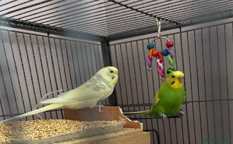 Budgerigars birds - Advert 1