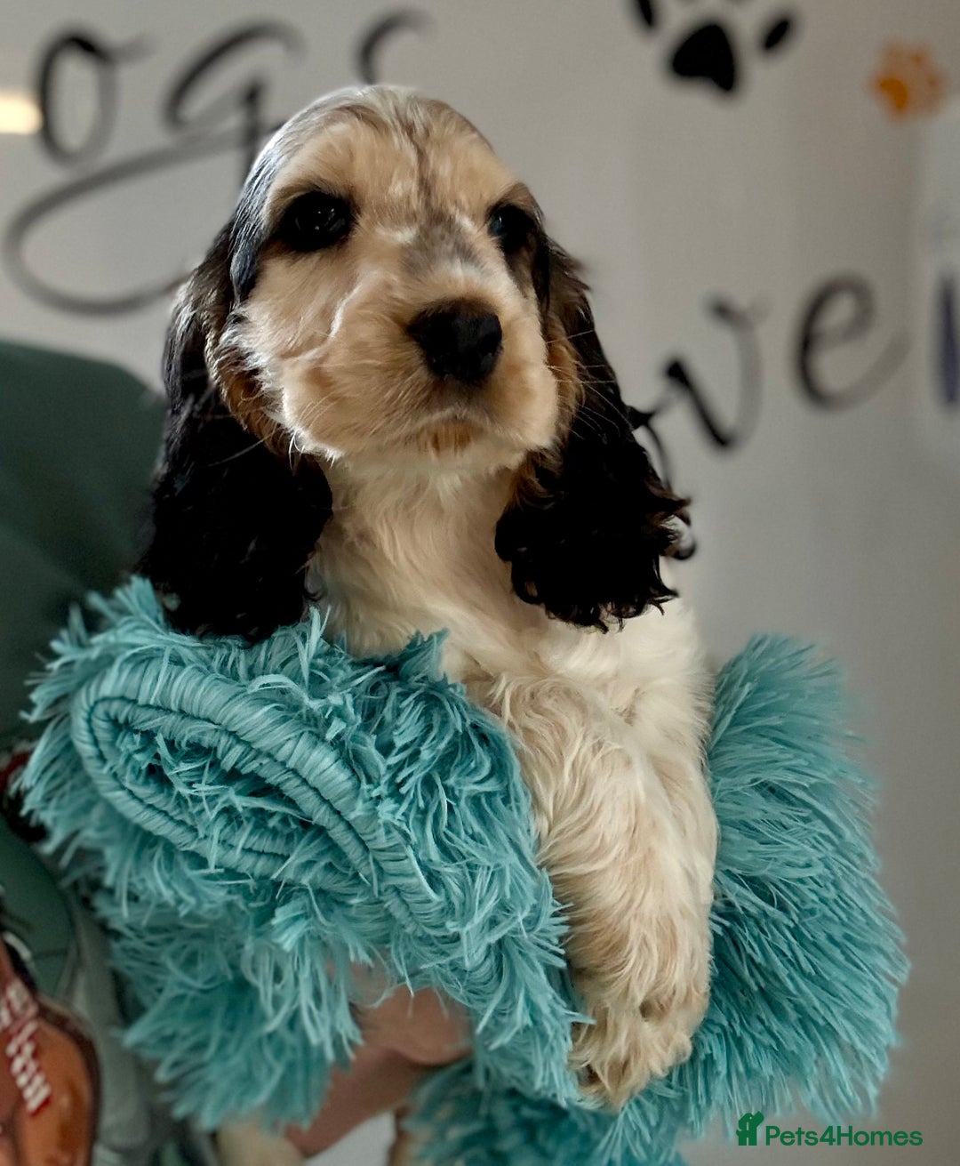 Cocker Spaniel dogs for sale: **Available now** show line cocker spaniels  - Image 4