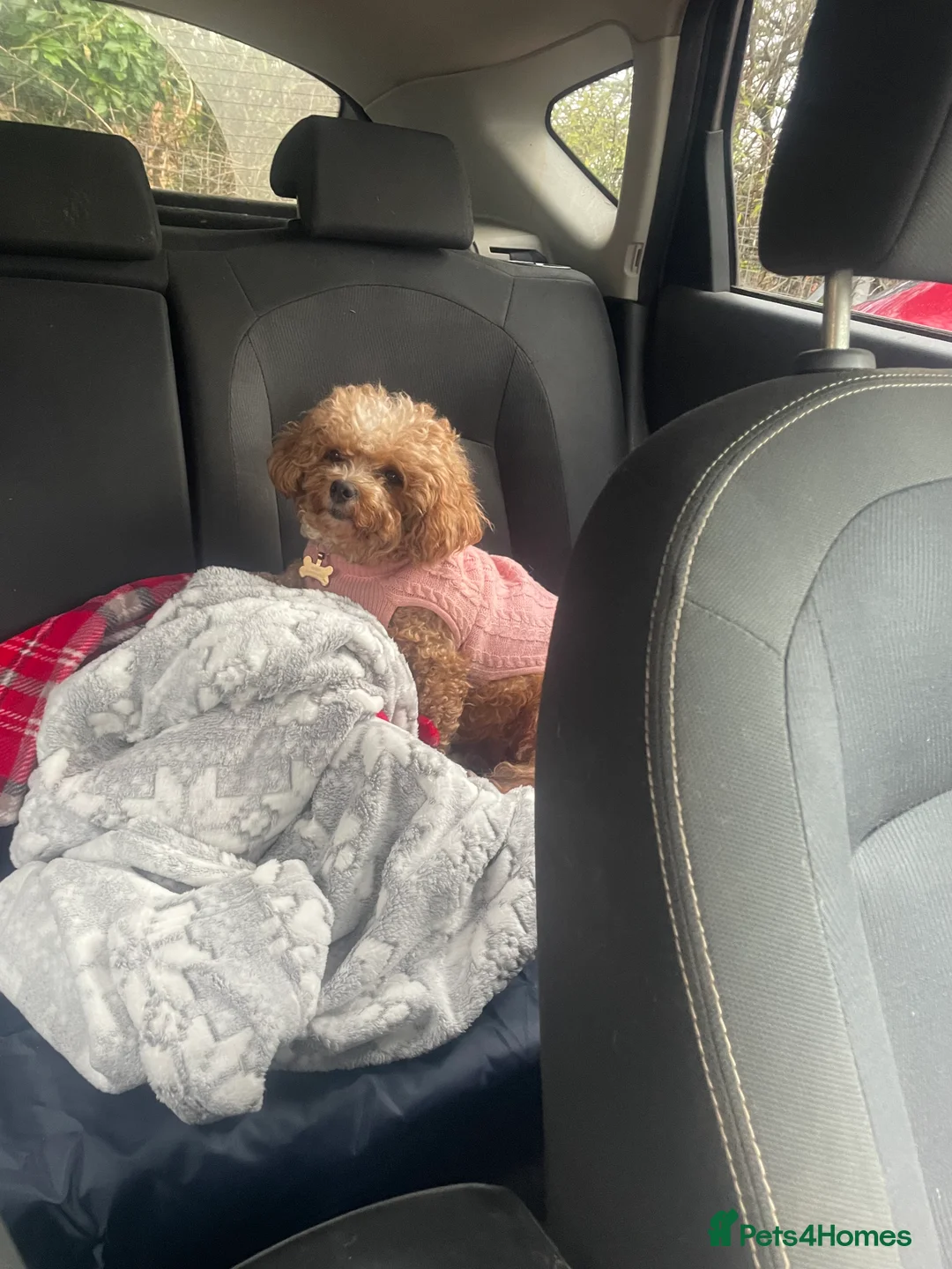 Pomapoo dogs for sale: Wolf sable pomapoo puppies  - Advert 1