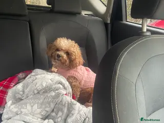 Pomapoo dogs Wolf sable pomapoo puppies - Advert 6