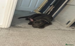 German Shepherd dogs for sale: Grey German Shepherd pup for sale - Image 8