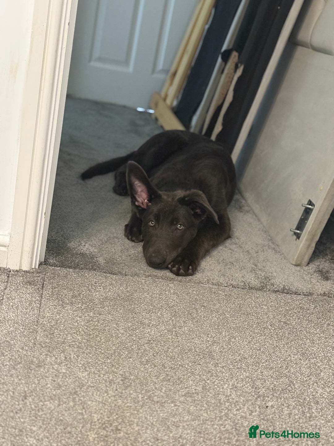German Shepherd dogs for sale: Grey German Shepherd pup for sale - Image 8