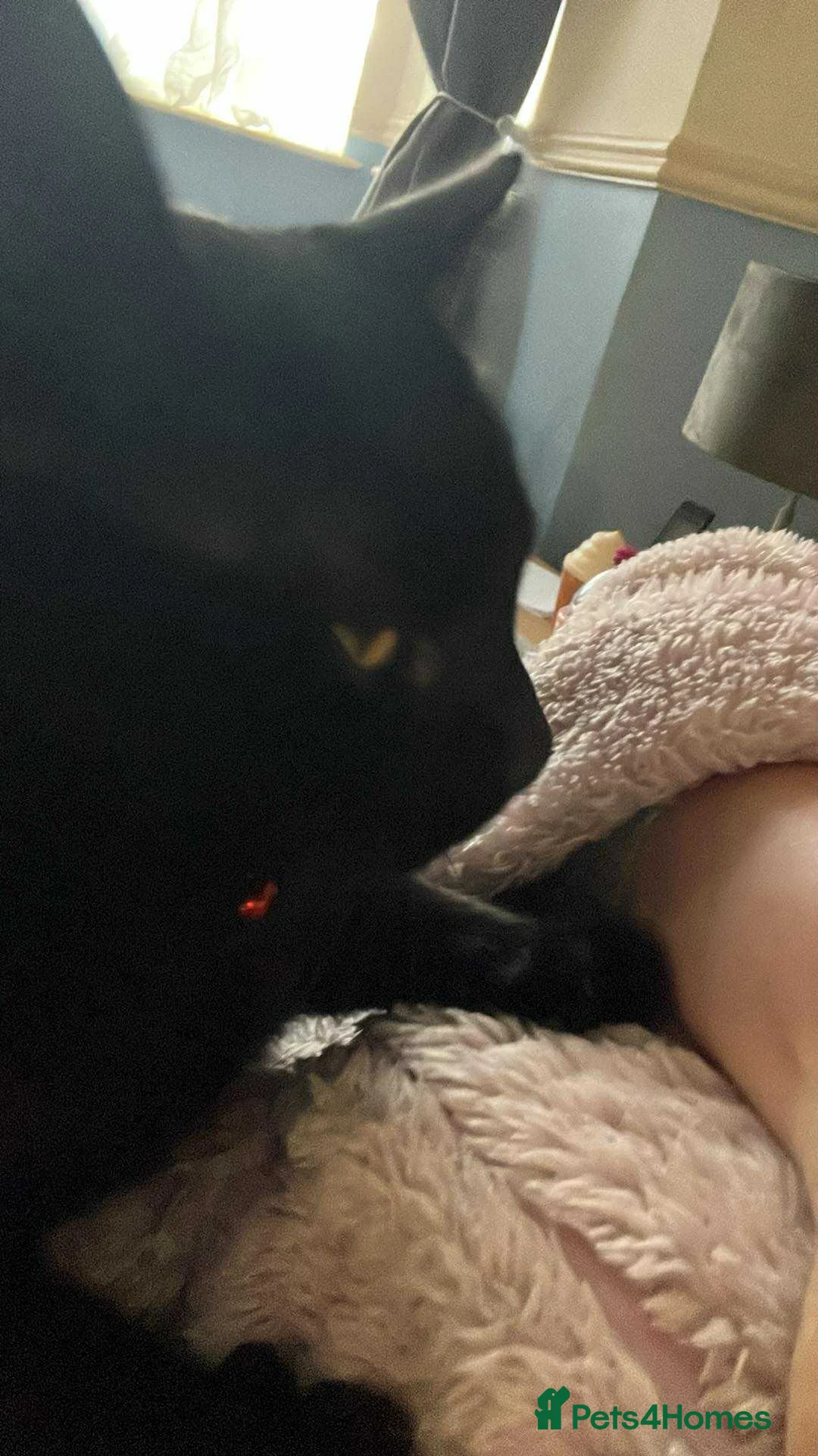 Mixed Breed cats for sale: Black cat  - Advert 3