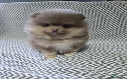 Pomeranian dogs for sale: KC outstanding puppies lilac tan lavender chocolat - Image 3