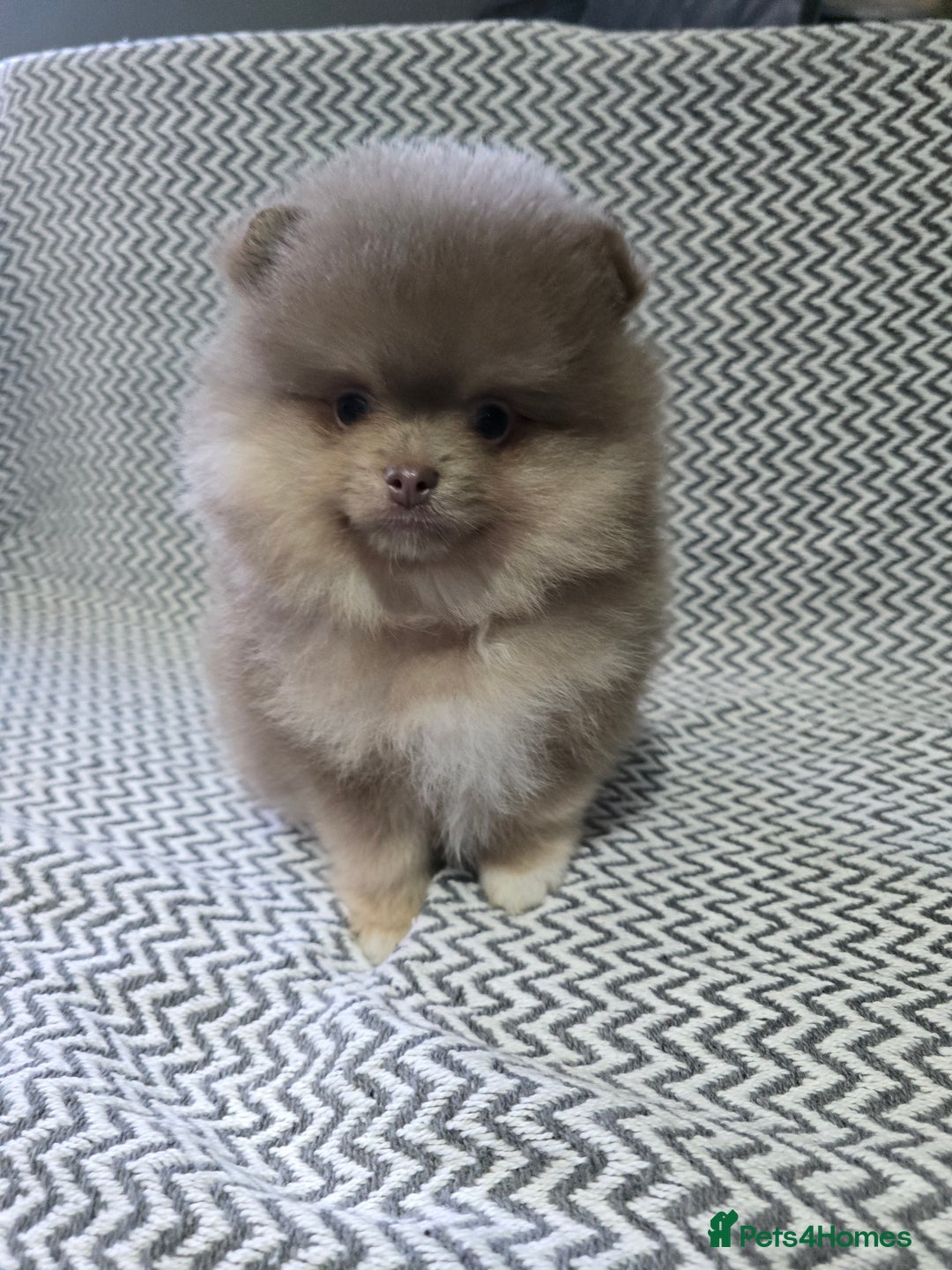 Pomeranian dogs for sale: KC outstanding puppies lilac tan lavender chocolat - Image 3