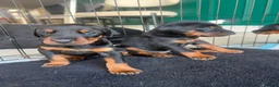 Dobermann dogs for sale: ABSOLUTELY STUNNING DOBERMAN PUPPIES FOR SALE in Boston - Advert 6