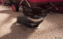 Mixed Breed cats for sale: Black and white Kittens - Image 9