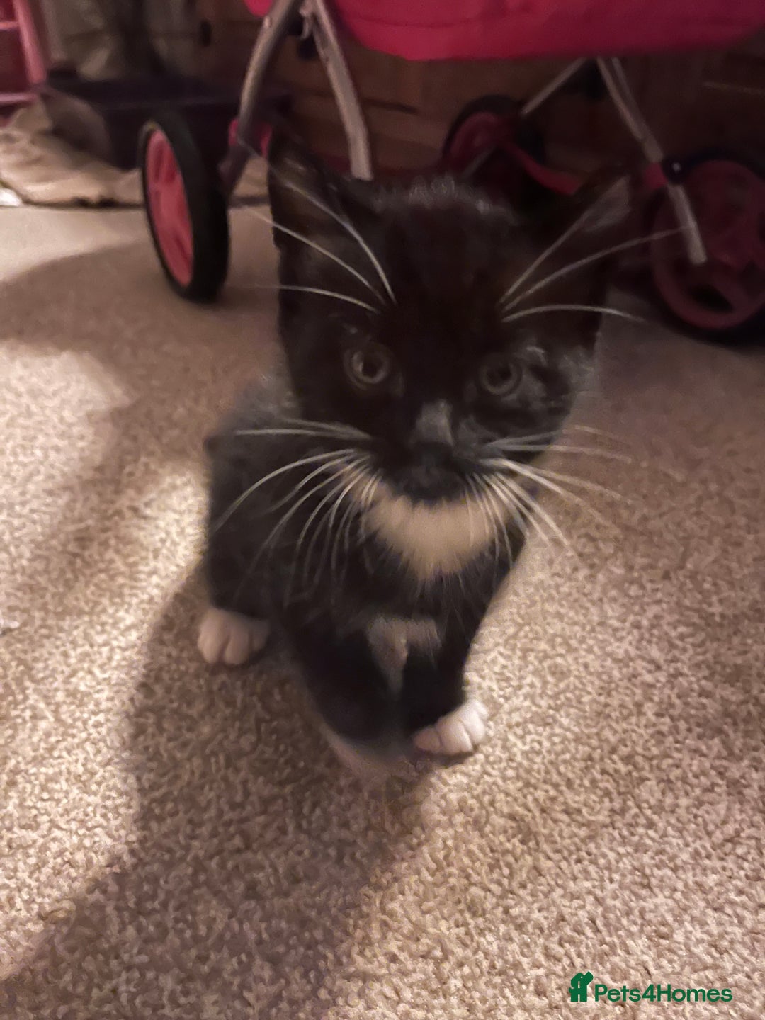 Mixed Breed cats for sale: Black and white Kittens - Image 9