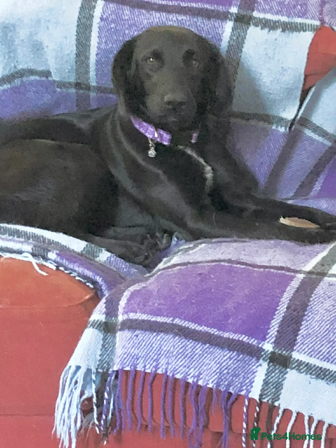 Mixed Breed dogs for adoption: Sadie – 9 months old, Mixed Breed Girl Pup in Stoke-on-Trent - Advert 2