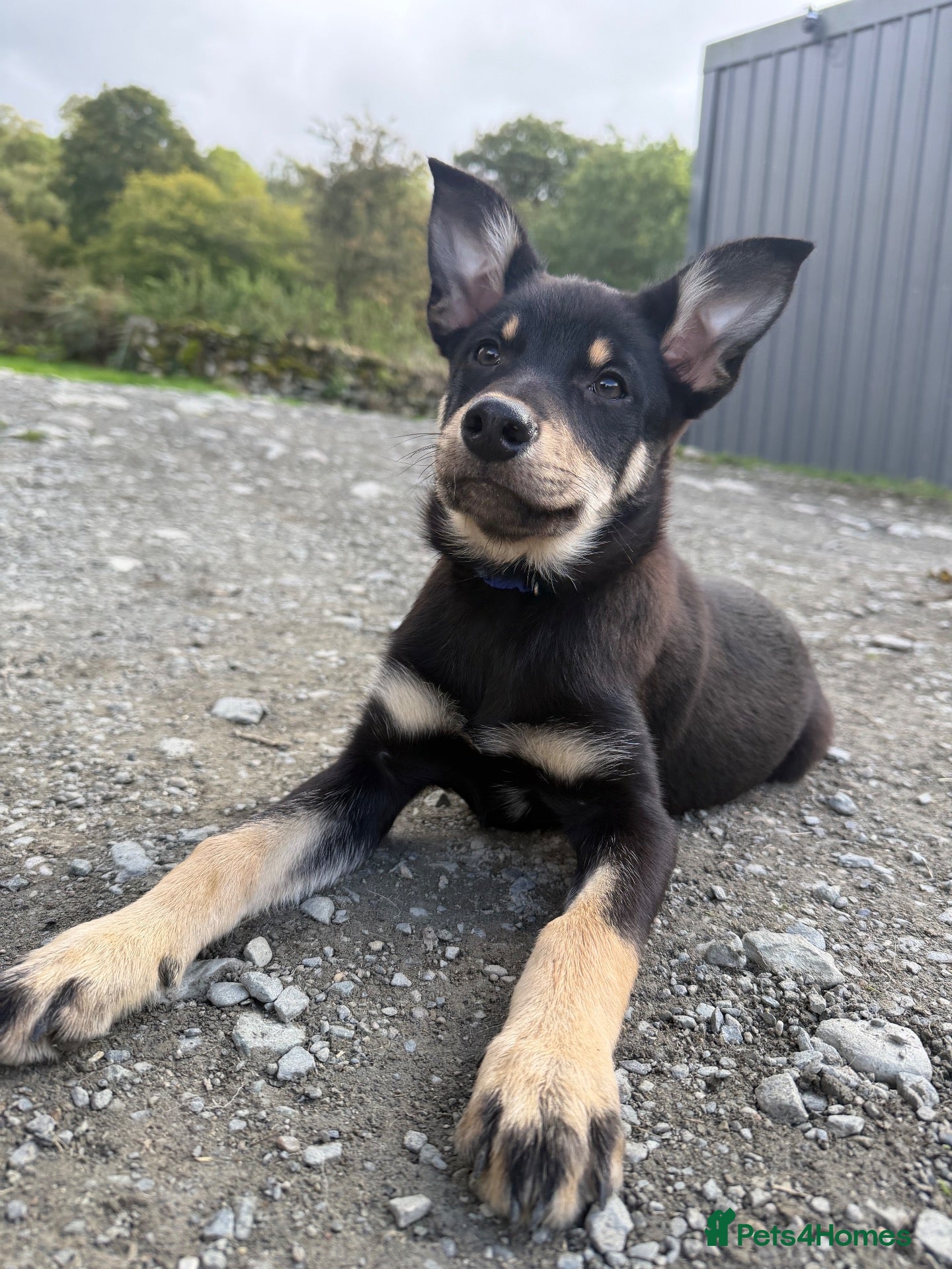 Australian Kelpie dogs Pure Bred Kelpie pups ready to leave now!! - Advert 1