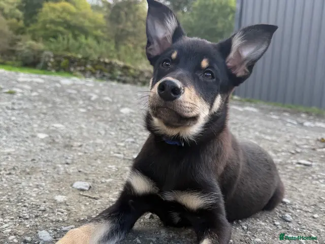 Australian Kelpie dogs for sale: Pure Bred Kelpie pups ready to leave now!! - Advert 1