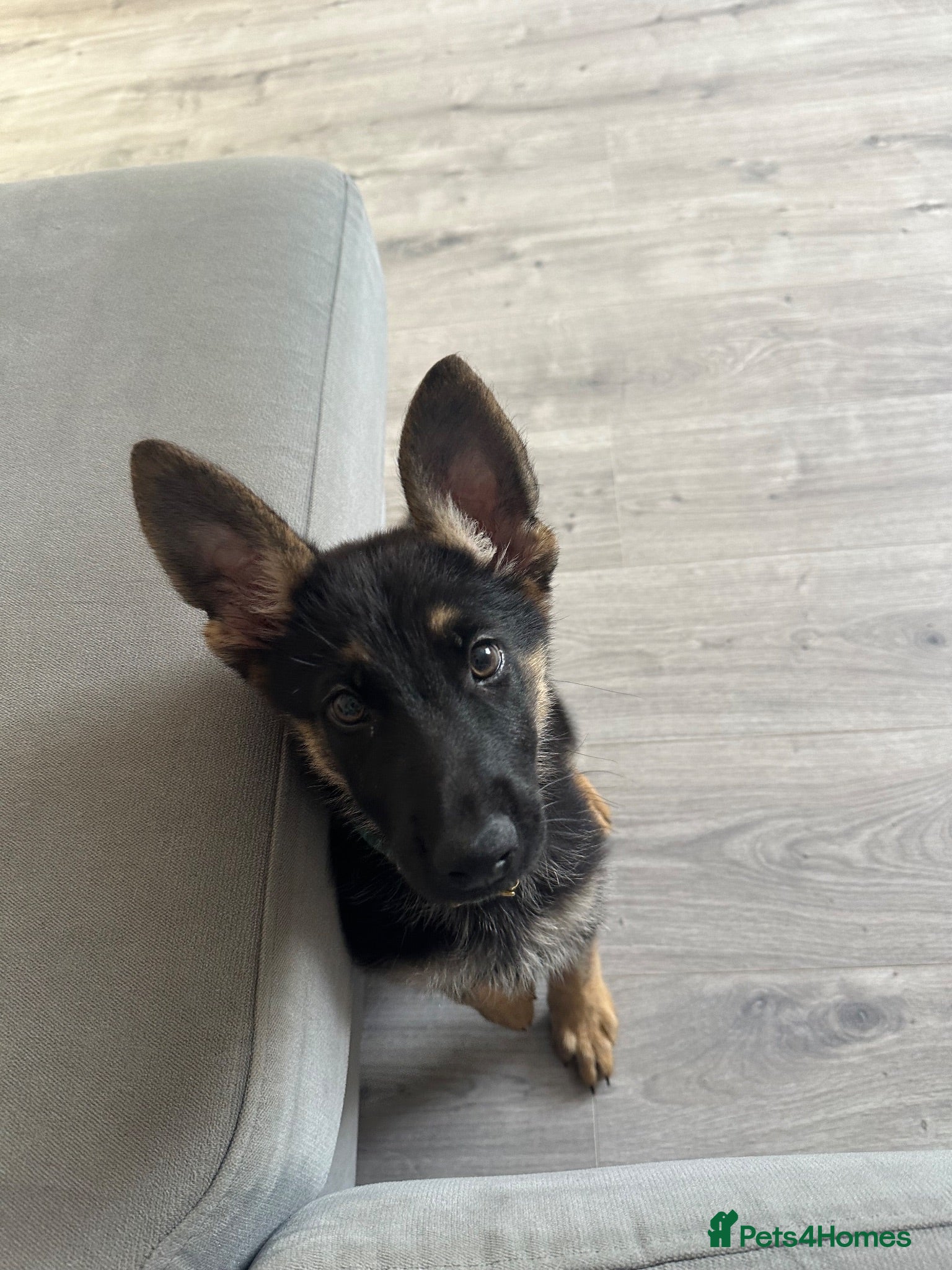 German Shepherd dogs 13 week old GSD - Advert 6