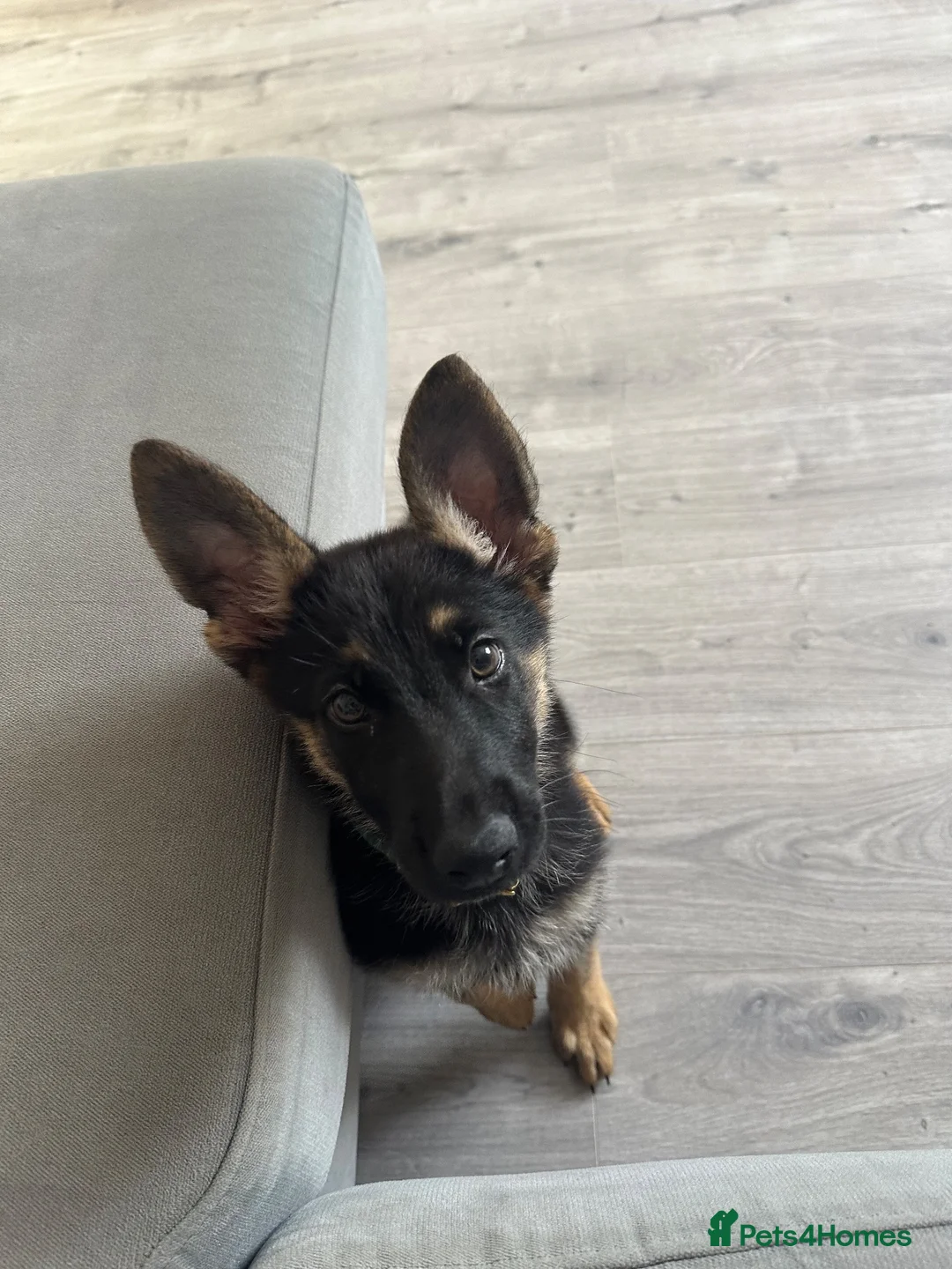 German Shepherd dogs for sale: 13 week old GSD - Advert 1