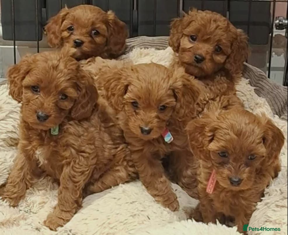 Cavapoo dogs Beautiful Dark red Cavapoo puppies - Advert 1