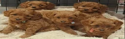 Cavapoo dogs for sale: Beautiful Dark red Cavapoo puppies - Advert 1