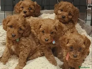 Cavapoo dogs Beautiful Dark red Cavapoo puppies - Advert 1