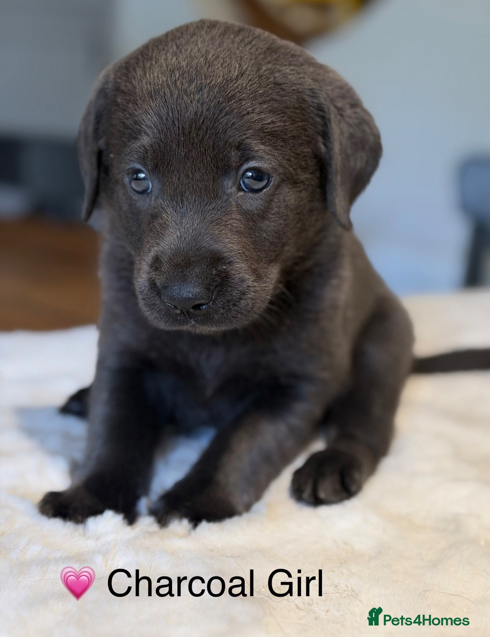 Labrador Retriever dogs Stunning Silver/Charcoal Labrador pups - Advert 1