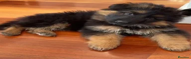 German Shepherd 3