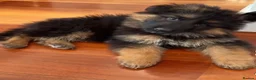 German Shepherd dogs for sale: Long hair Czech/Polish German Sherpard - Advert 8