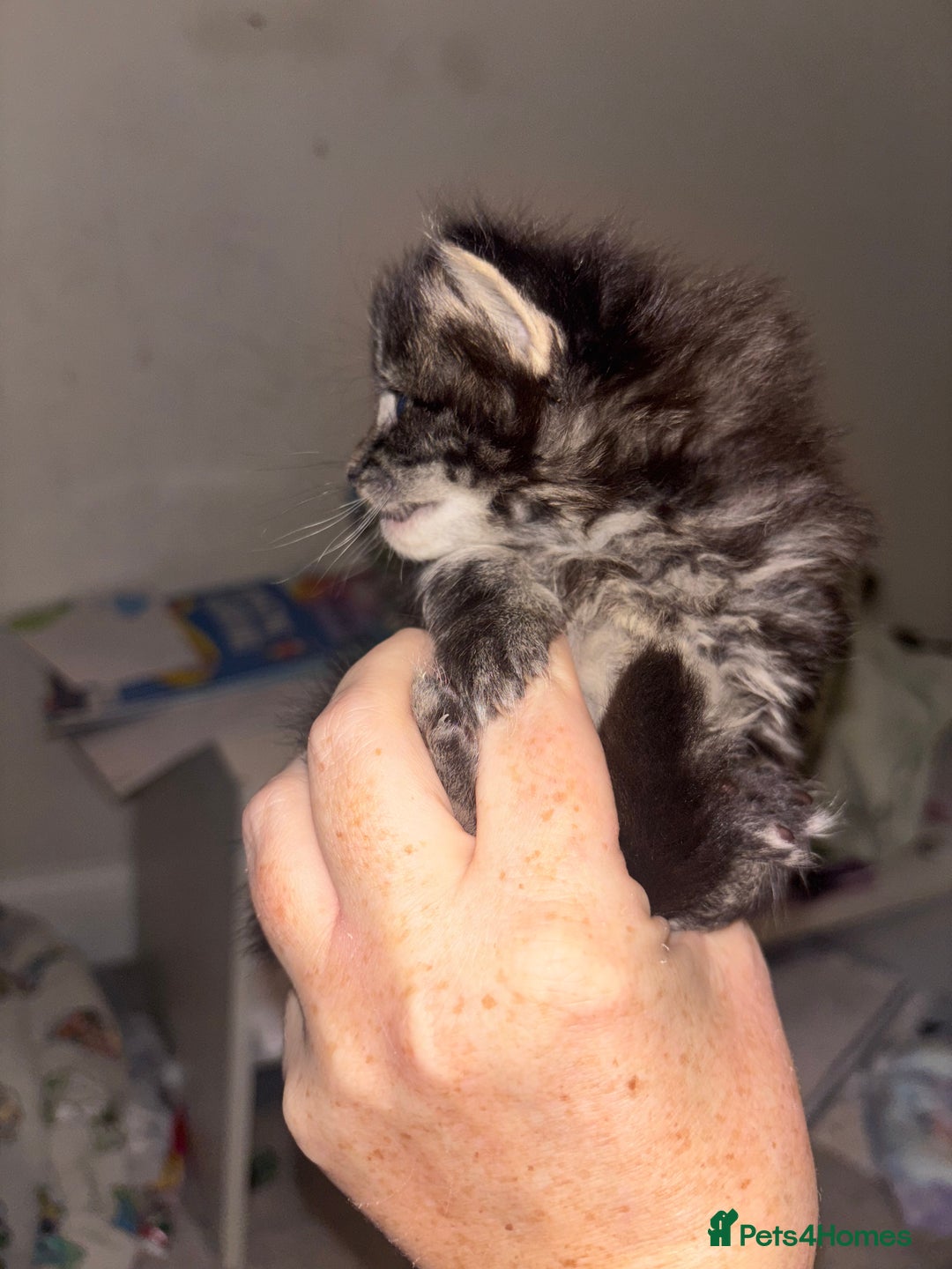 Mixed Breed cats for sale: Kittens for sale - Advert 4