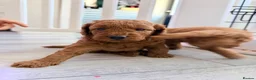 Labradoodle dogs for sale: 🌟 5 star 🌟 F1B labradoodle puppies  - Advert 14