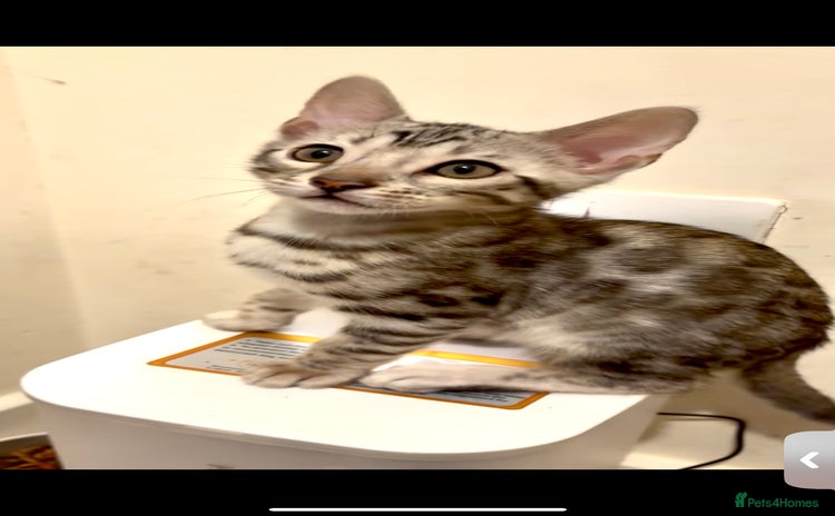 Bengal cats - Advert 1
