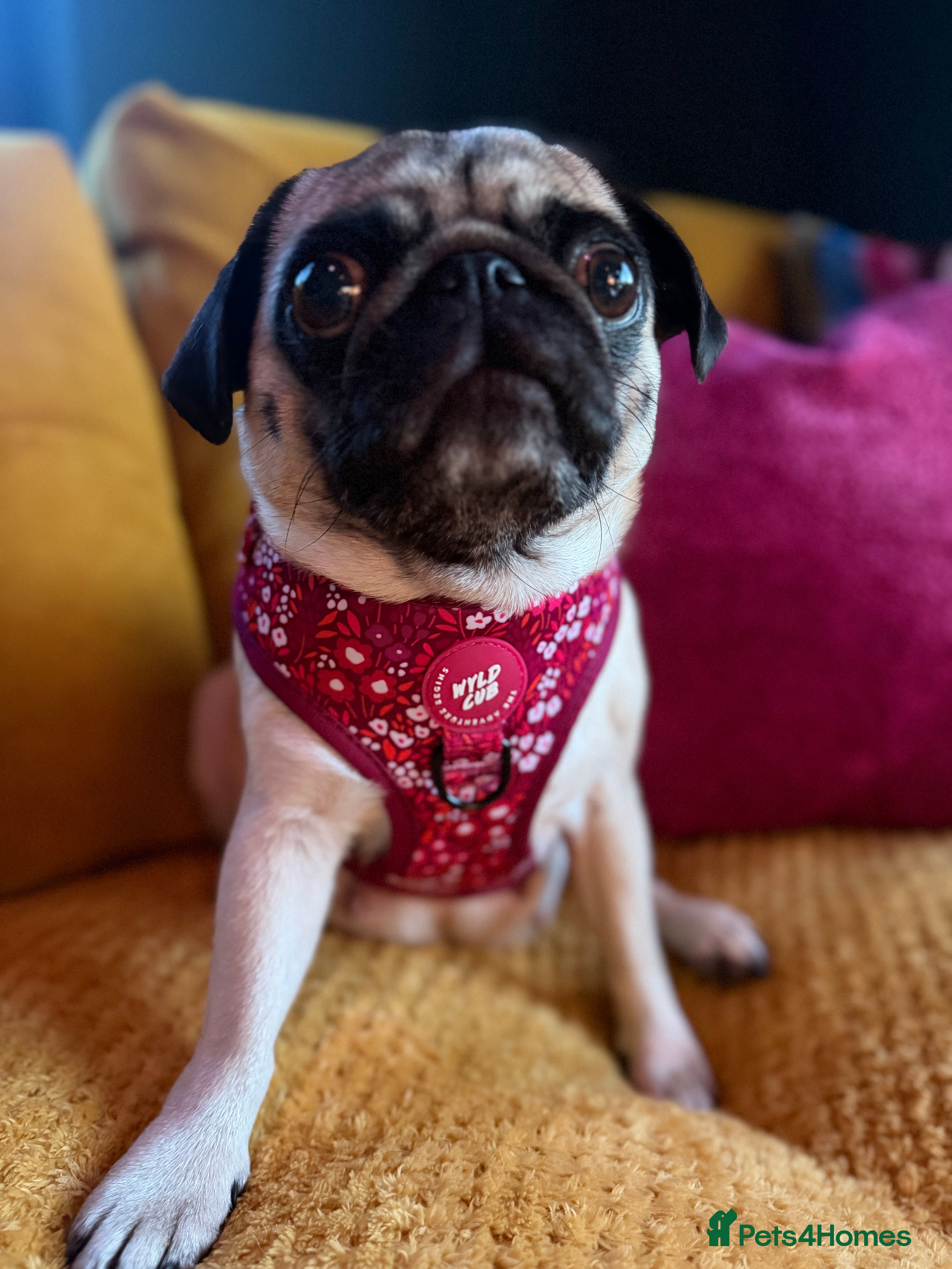 Pug dogs 🐾Beautiful Pug Puppies 🐾 - Advert 1