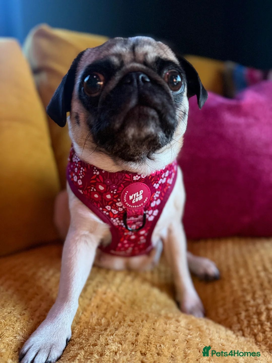 Pug dogs for sale: 🐾Beautiful Pug Puppies 🐾 - Advert 1