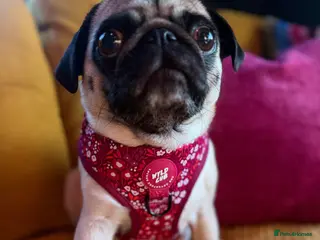 Pug dogs 🐾Beautiful Pug Puppies 🐾 - Advert 1