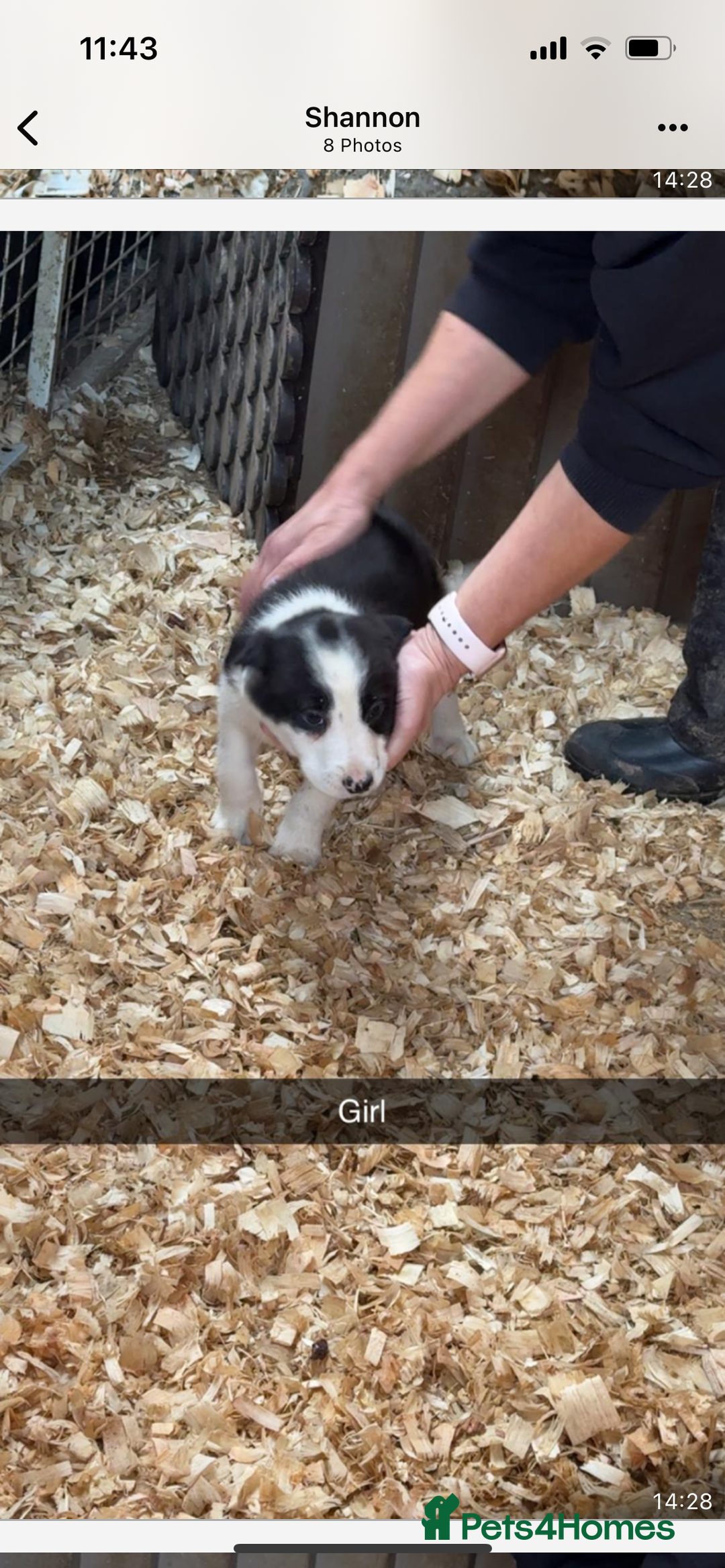 Border Collie dogs for sale: Border collie puppies  - Advert 7